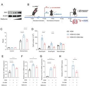 Metformin-mediated activation of SIK1 protects against EV-D68-driven asthma exacerbation in house dust mite (HDM)-sensitized mice