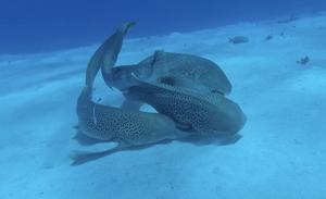 Three leopard sharks mating - cont