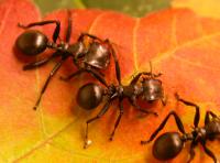 <i>Cephalotes atratus</i>