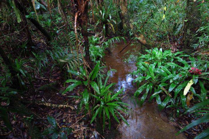 Unusual breeding behavior reported in treefrogs for the first time