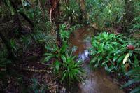 Unusual breeding behavior reported in treefrogs for the first time