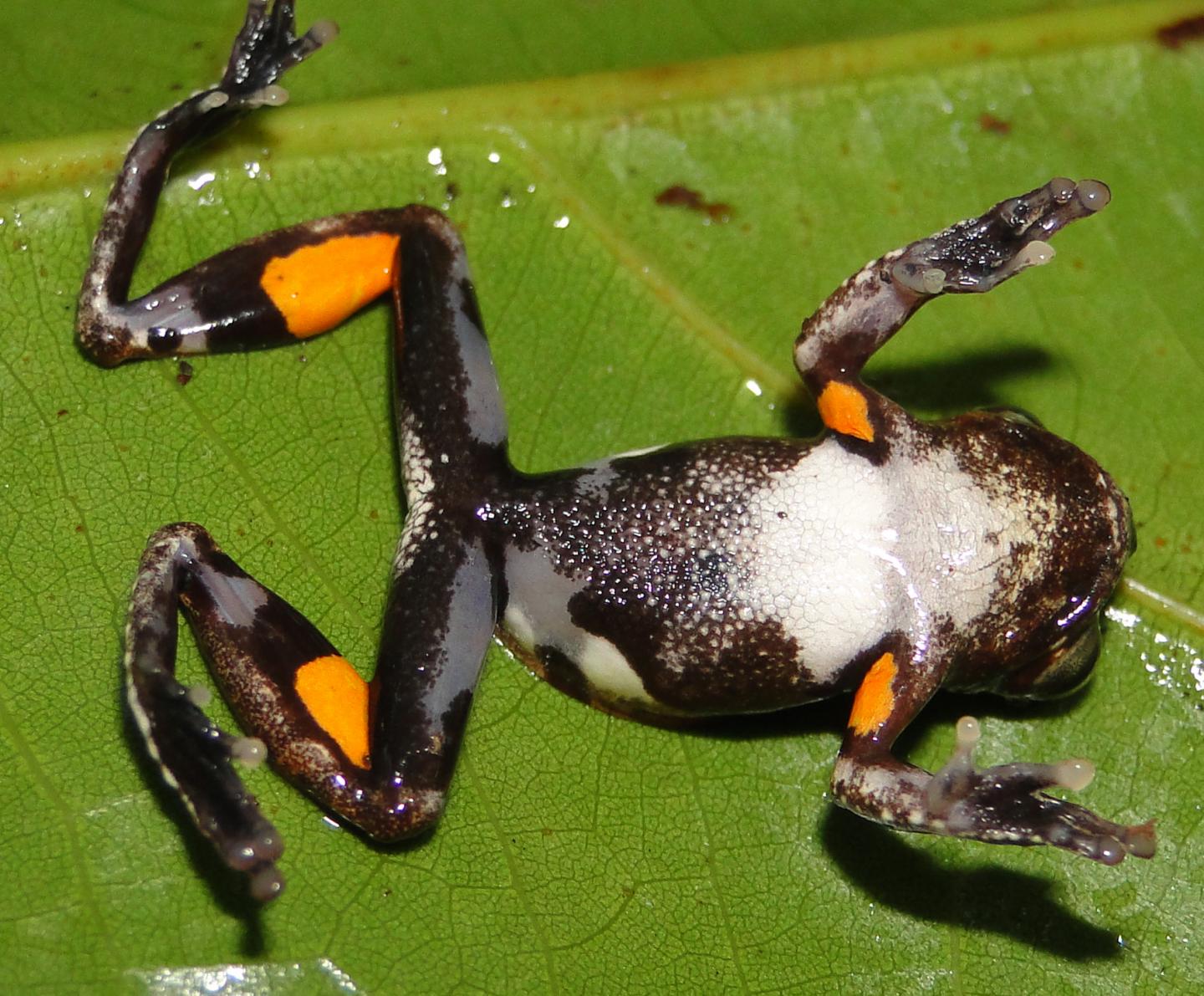Kubrick's Treefrog