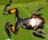 Kubrick's Treefrog