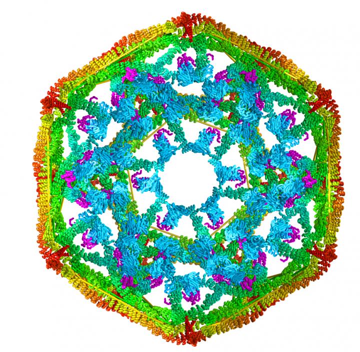 Clathrin Model Helps Researchers Learn About Protein Disassembly