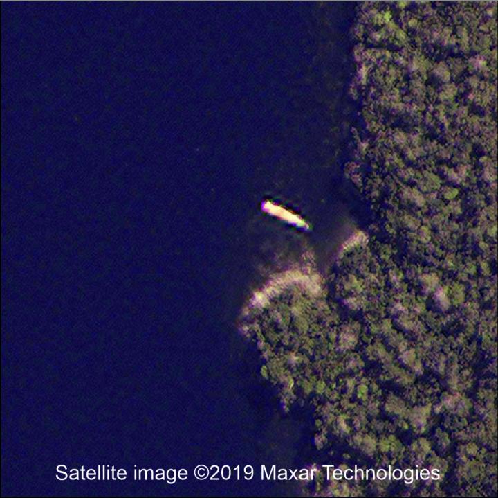 Whales from Space