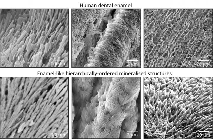 Similarity of Structure between the Enamel-Like Material and Dental Enamel