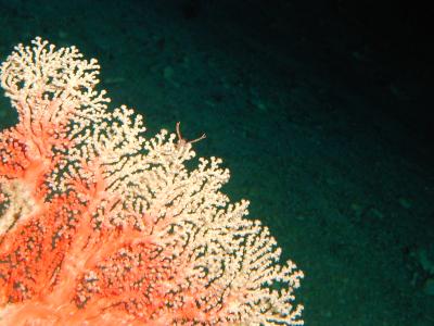 <i>Corallium spp</i> in Hawaii