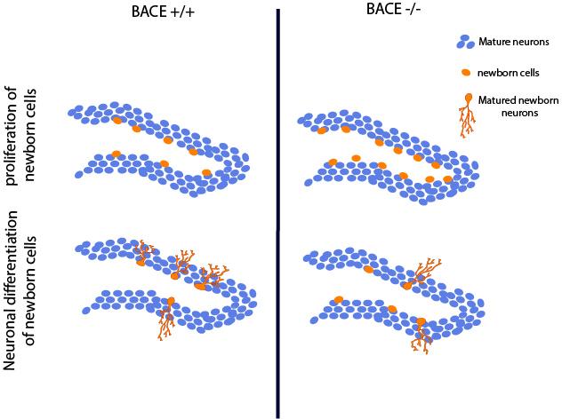 Loss of BACE1