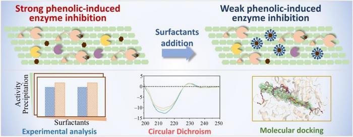 Researchers Decode Molecular Secrets of Surfactant-Mediated Enzyme Protection in Lignocellulose Biorefining