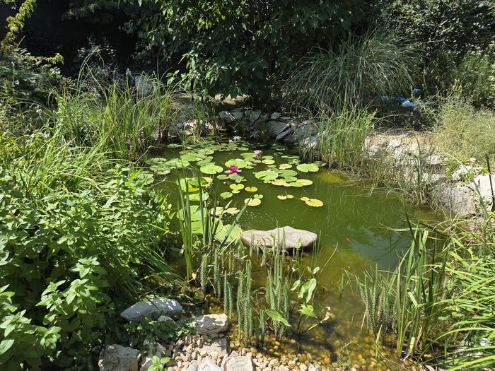 Garden ponds are a common feature of residential gardens