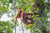 Climbing in the trees