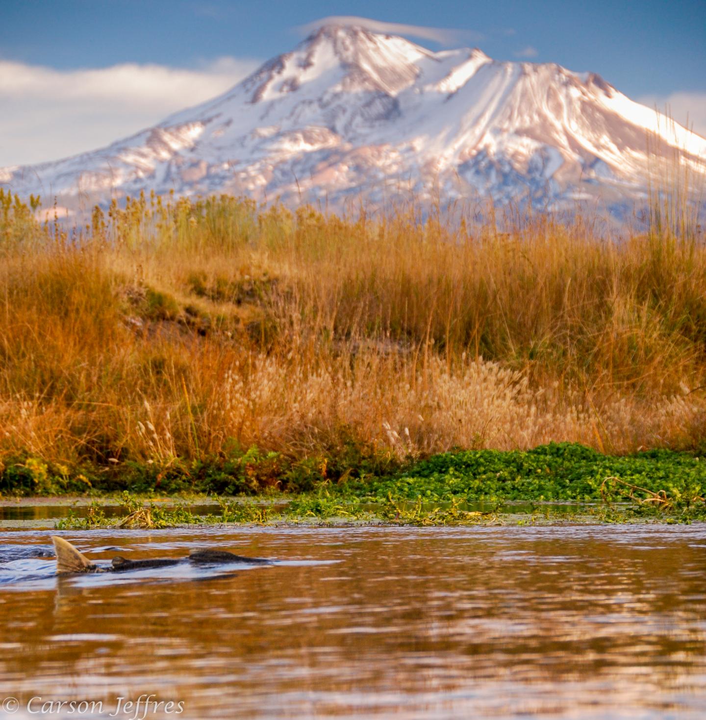 Salmon Moving Mountains