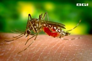 Aedes aegypti - Chikungunya Cases Surge in South China City |BGI Insight