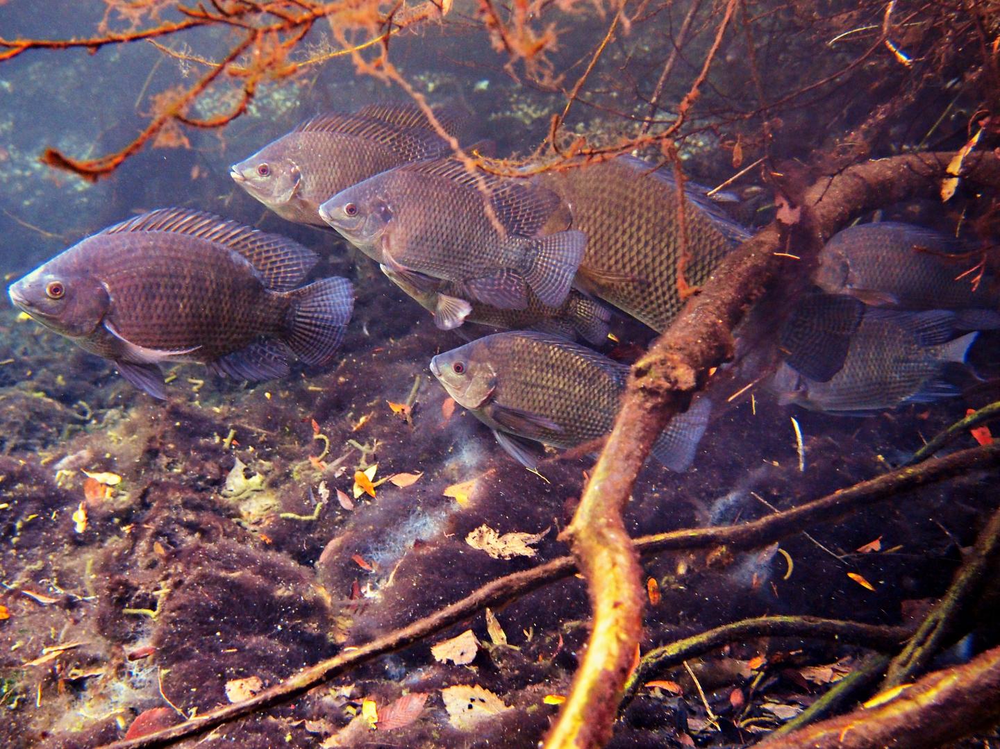 Blue Tilapia