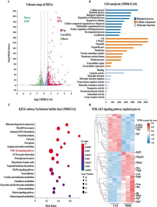 Transcriptome sequencing reveals the potential mechanism of recombinant MDK protein inhibiting osteoblast differentiation