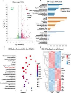 Transcriptome sequencing reveals the potential mechanism of recombinant MDK protein inhibiting osteoblast differentiation