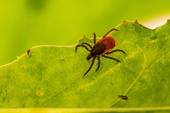 Deer tick