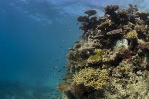 Australian corals