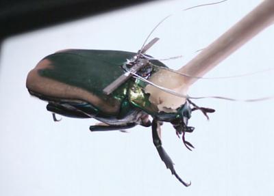 Cyborgbug (1 of 2)