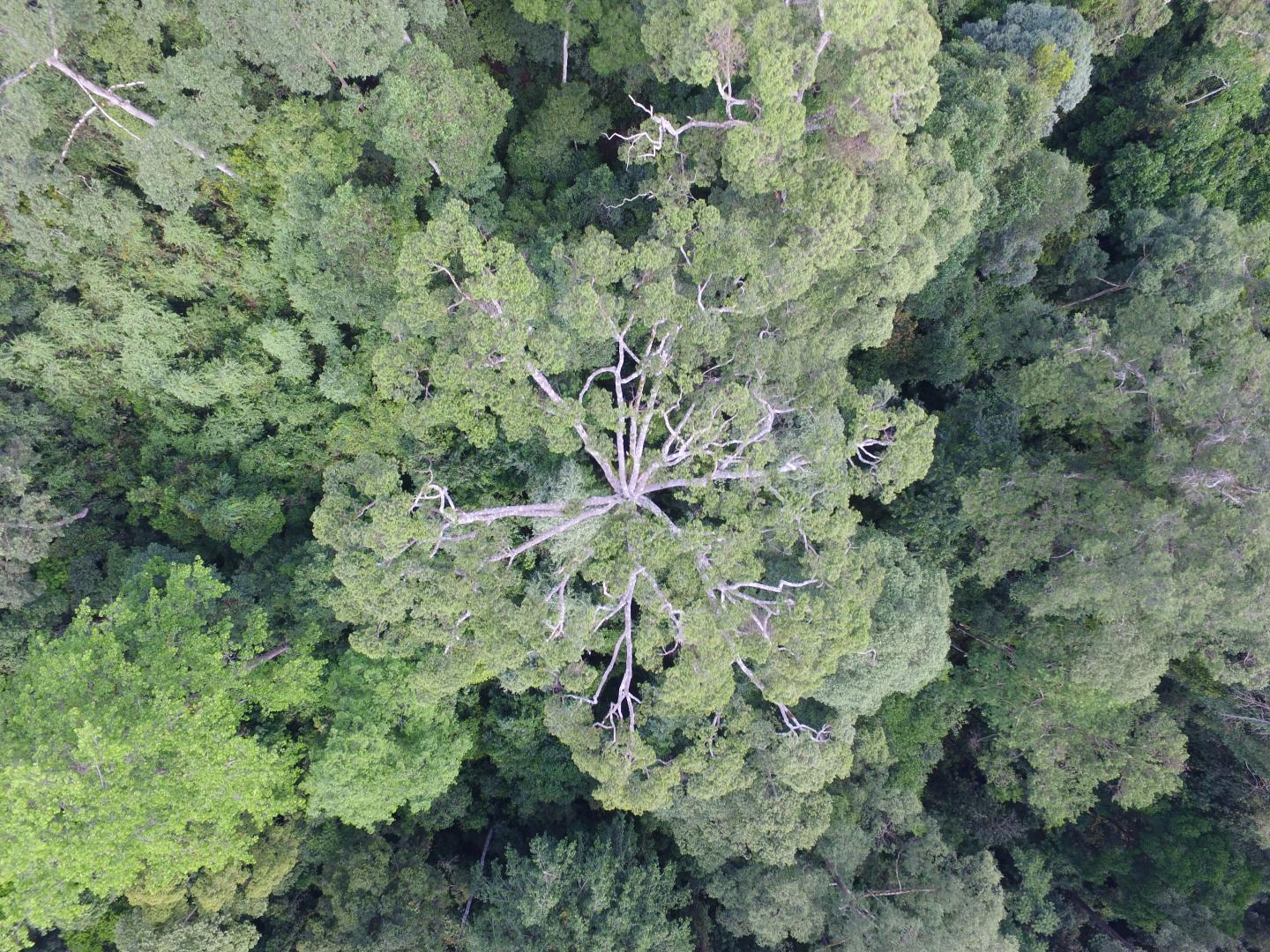 Drone Images