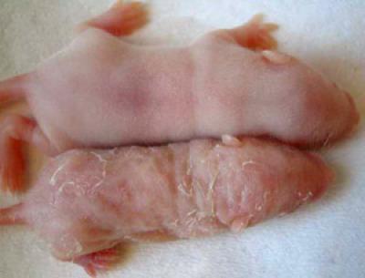 Normal Infant Mouse Next to Mutant Mouse