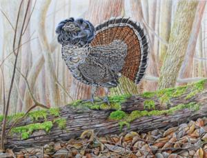 Ruffed grouse illustration