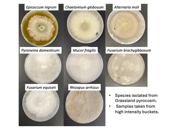 Fungal cultures