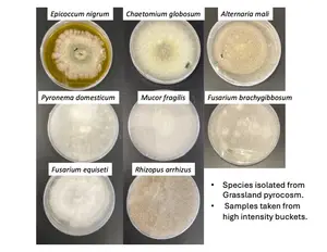 Fungal cultures