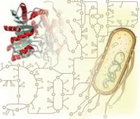 Each Gene and Protein in a Cell Has a Function