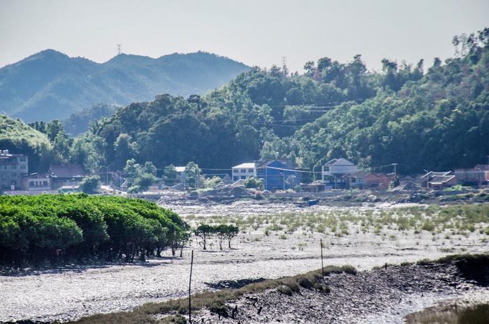 Global mangrove forests rebound, offering hopeful sign for climate and coastal resilience