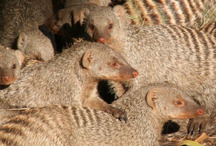 Banded Mongoose
