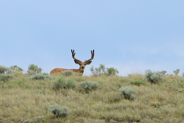 Atlantic Rim buck