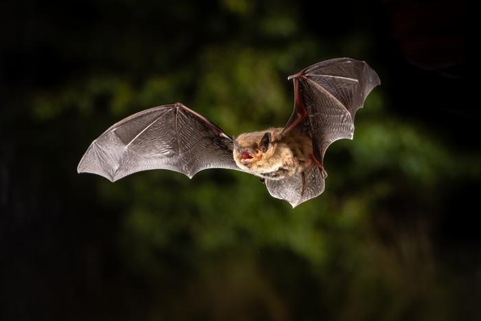 Soprano Pipistrelle Bat