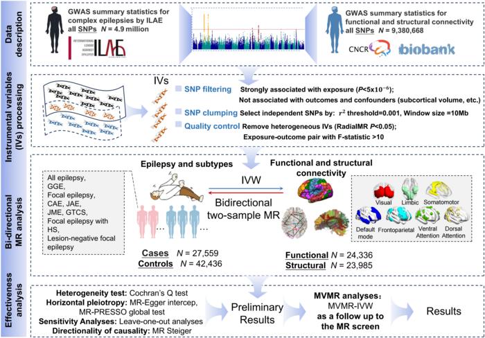 Study flowchart of brain connectivity yield insights into the pathogenesis of epilepsy and subtypes: evidence  from mendelian randomization analysis