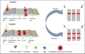 Schematic diagram of the detection principle of TRFIA.