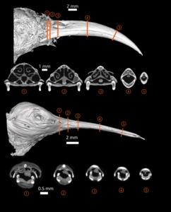 CT scans of sunbird and hummingbird beaks