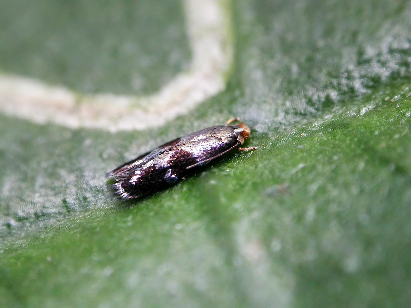 <i>Ozadelpha conostegiae</i>