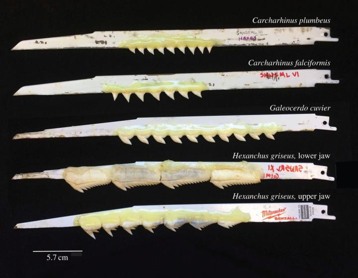 Shark T eeth Fig. 2