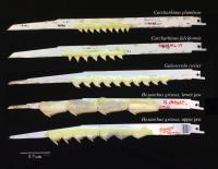 Shark T eeth Fig. 2