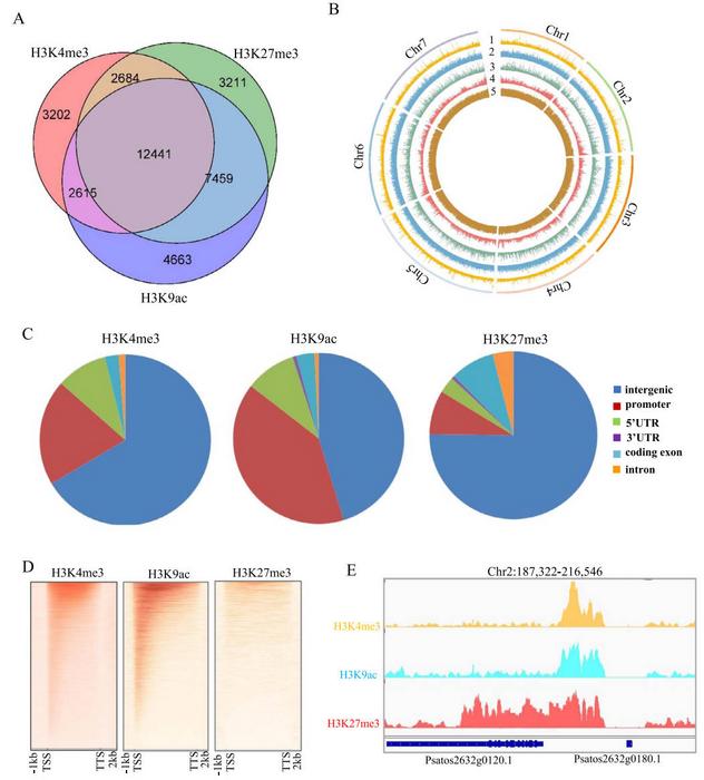 Histone modification profiles in pea seedlings analyzed by ChIP-Seq.