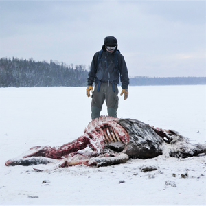 Moose kill