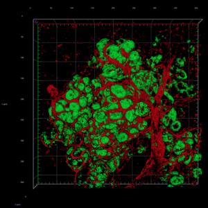 Thyroid Restoration with vascular network in the spleen