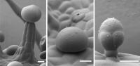 Different Types of Glandular Trichomes