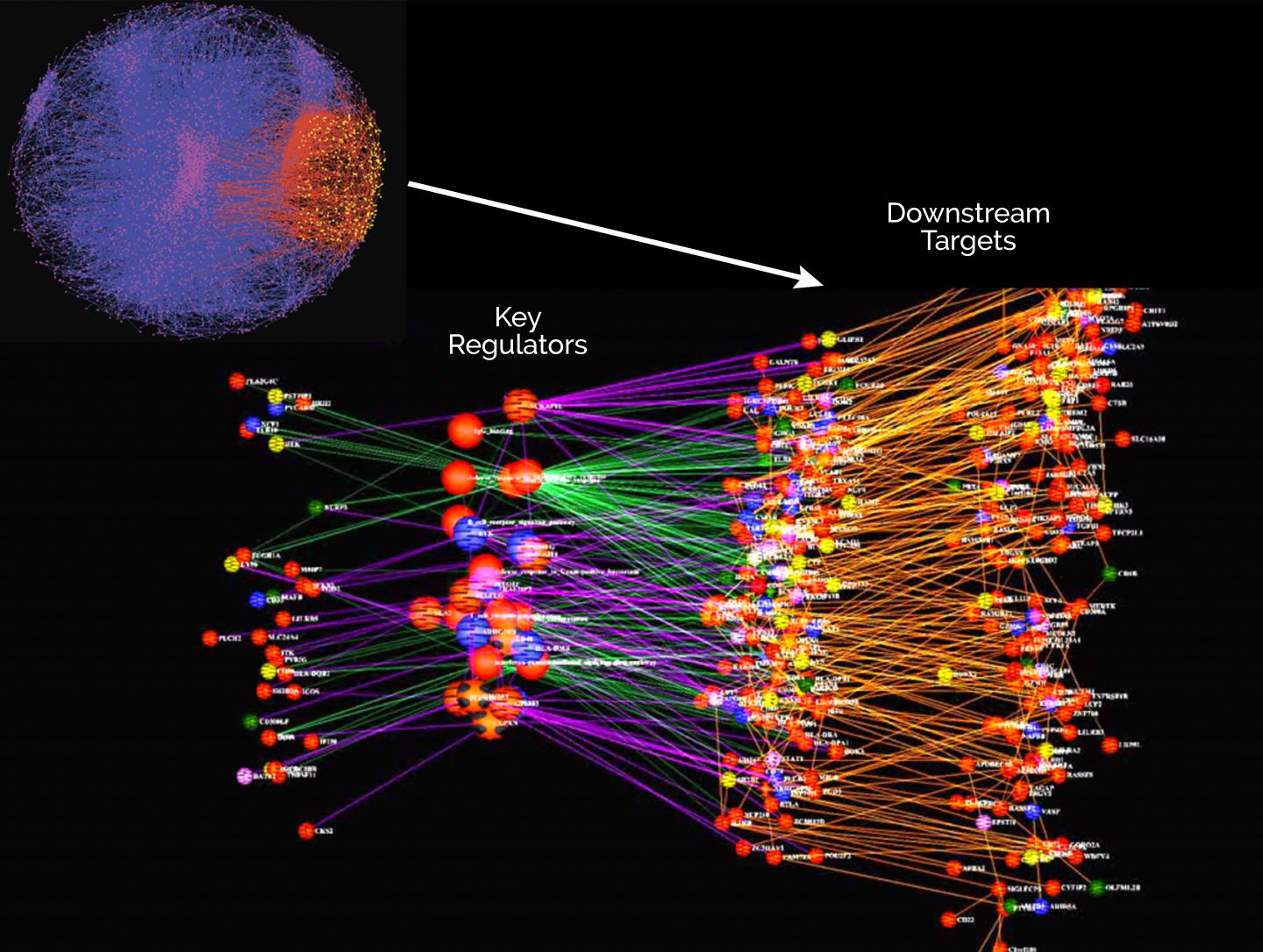 Network Model Visual