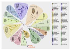 Hypothetical evolution of ciliates at class and order levels