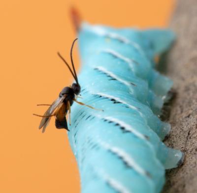 Parasitic Wasp