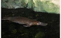 Platypus