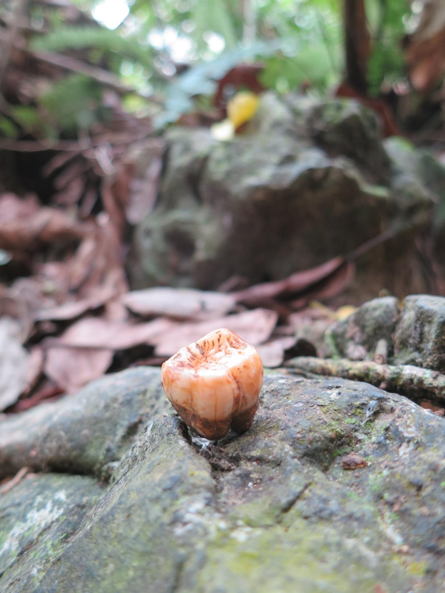 Orangutan Tooth