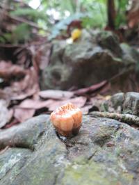 Orangutan Tooth