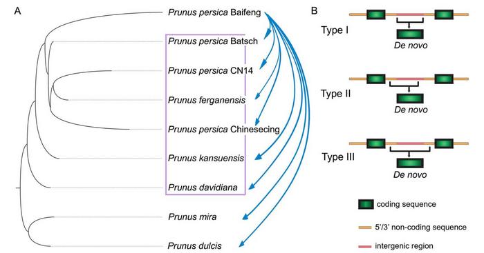 Identification of recently emerged de novo genes during diversification in the genus Prunus.